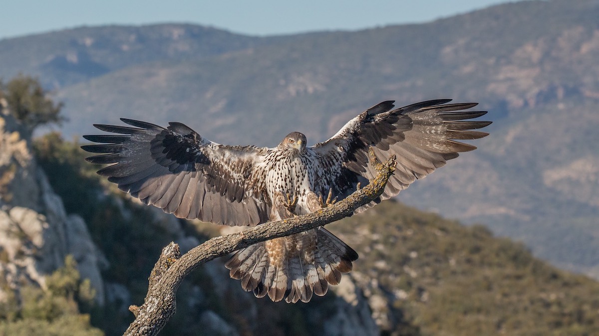 Bonelli Eagle en el Valle de Lecrin